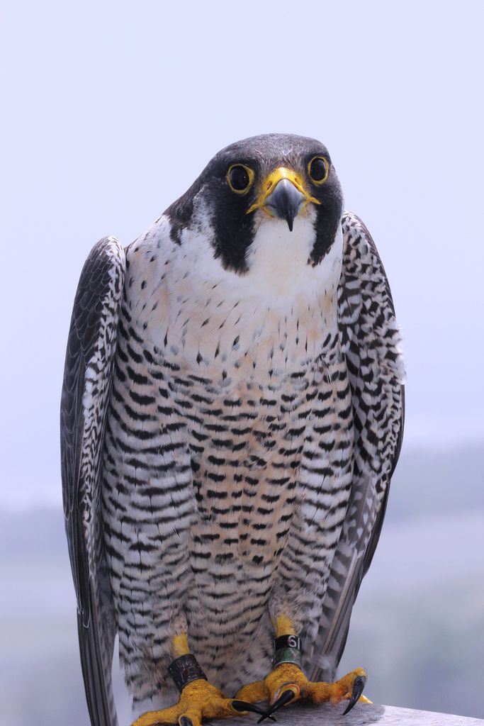 Watchful falcon at the Marine Parkway-Gil Hodges Memorial Bridge (New York City Department of Environmental Protection / Christopher Nadaresk)